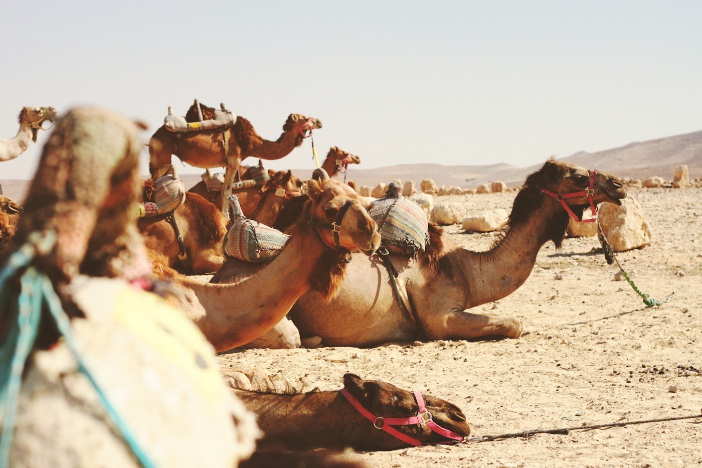 Camel caravan resting in the desert